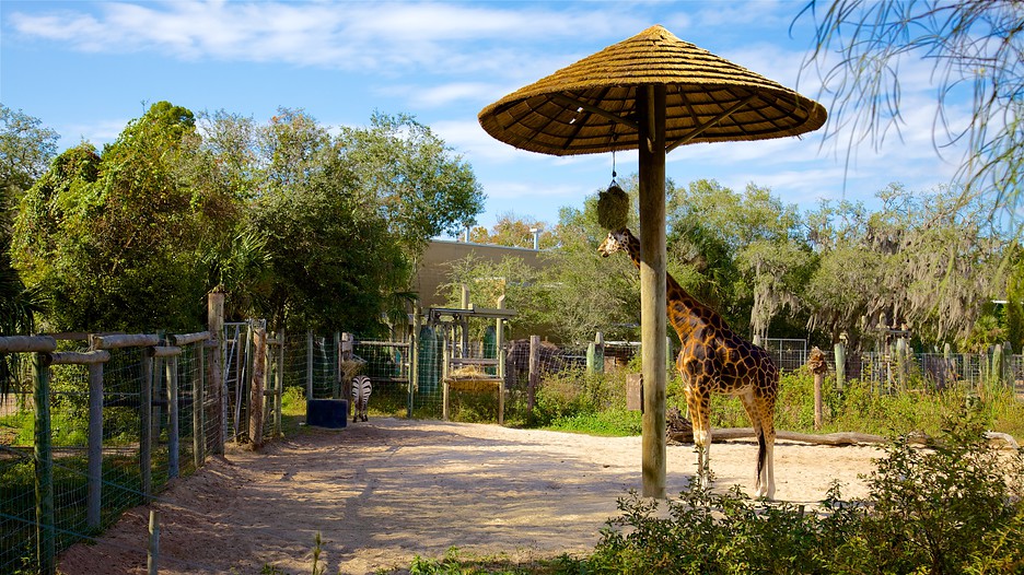 Navigating Lowry Park Zoo: A Comprehensive Guide To Exploring Tampa’s ...
