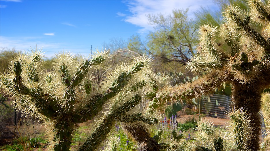 Tohono Chul Park in Tucson, Arizona | Expedia