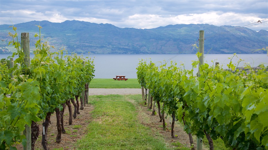 Quails' Gate Estate Winery in Kelowna, British Columbia Expedia.ca