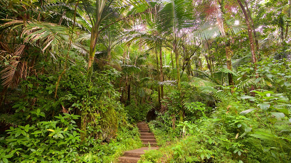 el yunque national forest rio grande expedia el yunque national forest rio grande expedia