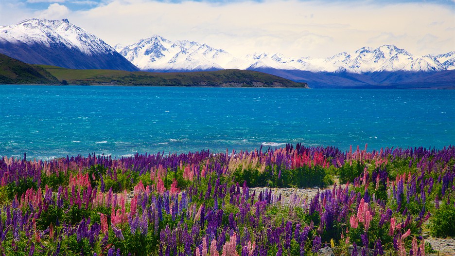 Lake Tekapo Holidays: Cheap Lake Tekapo Holiday Packages & Deals