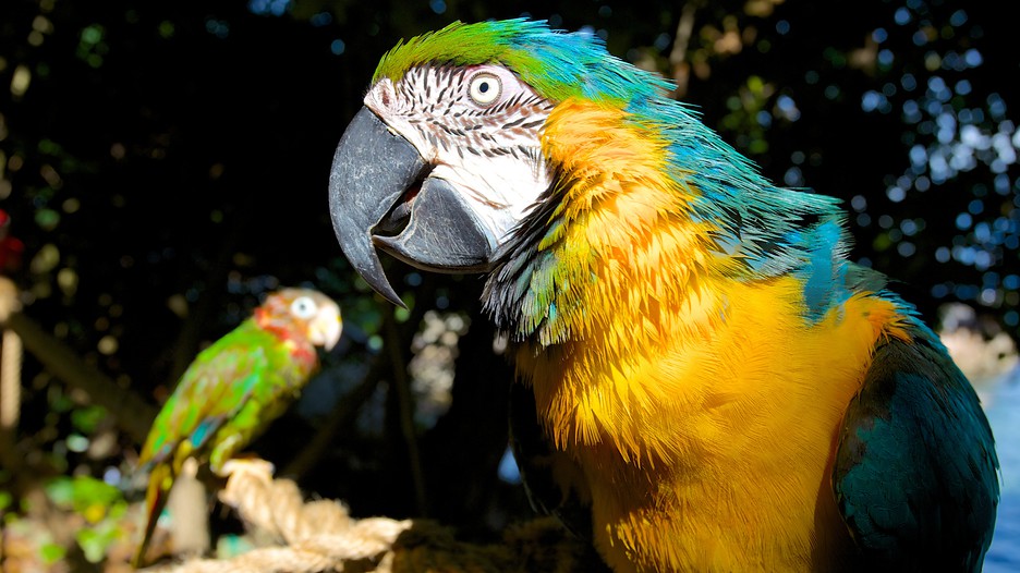 Jamaica Vacations 2017 Explore Cheap Vacation Packages Expedia