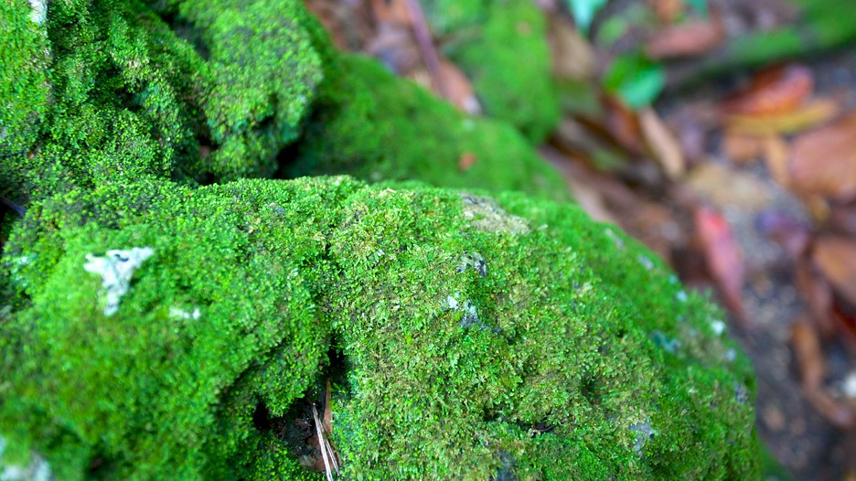 Fern Gully Fern Gully