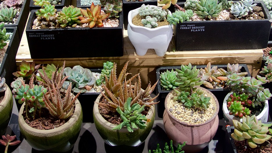 Silk Street Market 242870