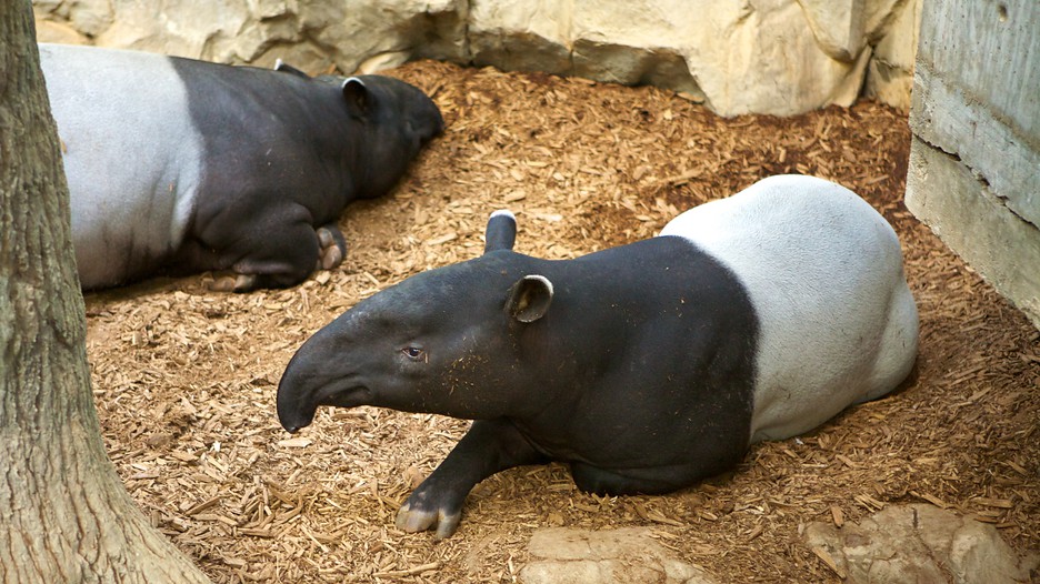 Minnesota Zoo In Apple Valley Minnesota Expedia Minnesota Zoo In Apple Valley Minnesota Expedia
