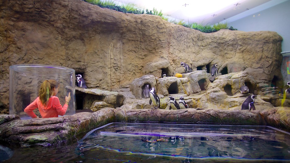 Ripley�s Aquarium of the Smokies in Gatlinburg, Tennessee