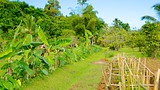 Showing item 27 of 36. Fiji Spice Garden - Fiji - Tourism Media