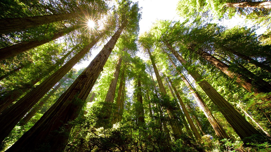 Redwood National And State Parks Hotels Redwood National And State Parks Hotels