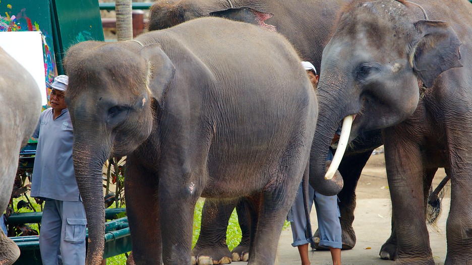 Elephant Car Insurance Phone Number 03 44billionlater Elephant Car Insurance Phone Number 03 Raipurnews
