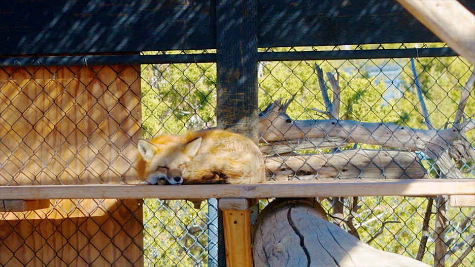 Animal Ark in Reno, Nevada Expedia