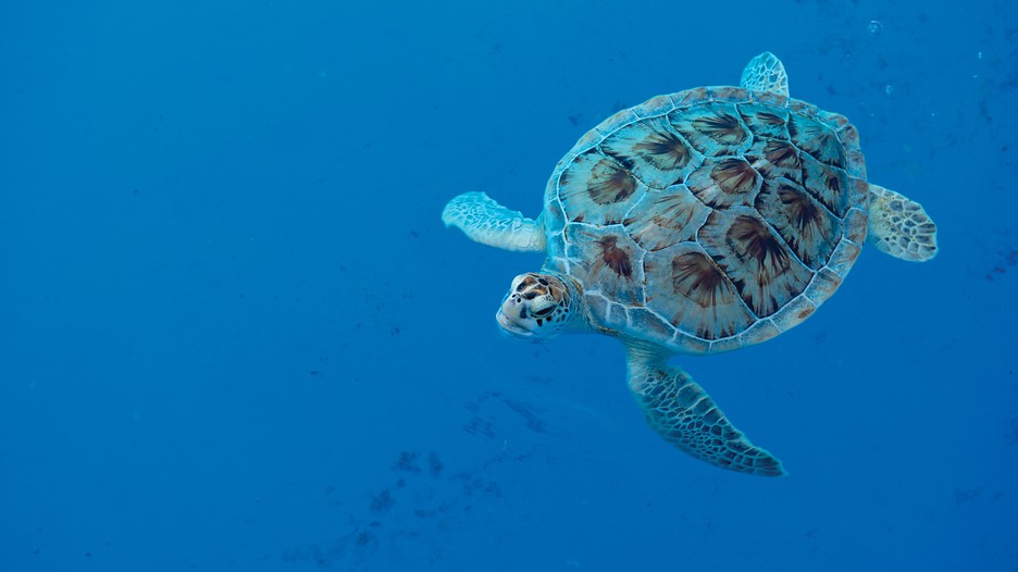 Mote Marine Aquarium in Sarasota, Florida Expedia