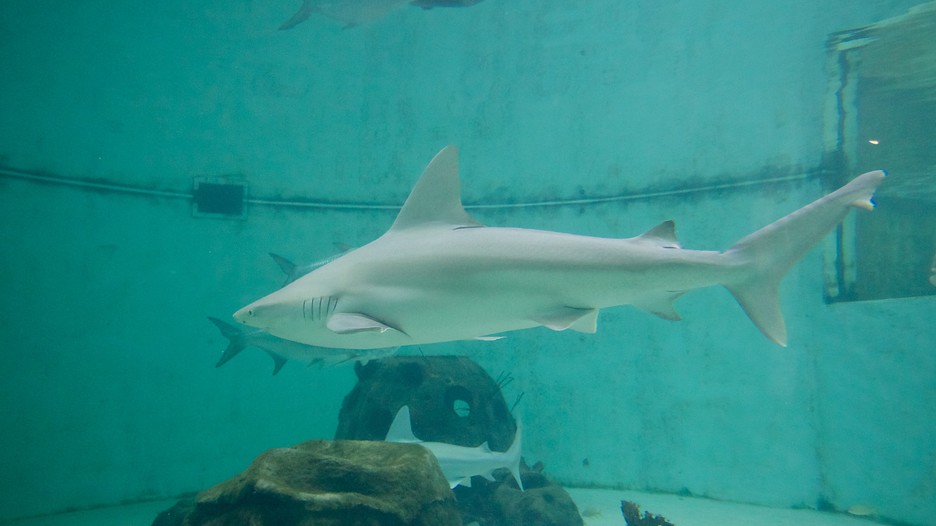 Mote Marine Aquarium in Sarasota, Florida Expedia