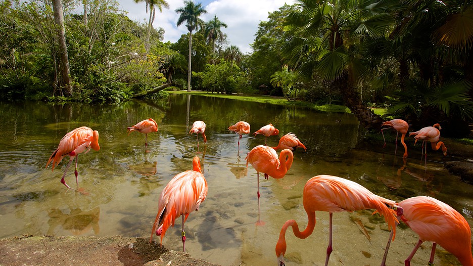 Jungle gardens sarasota fl coupons