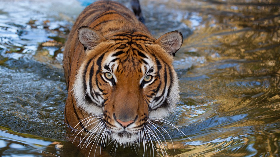 Naples Zoo at Caribbean Gardens in Naples, Florida Expedia