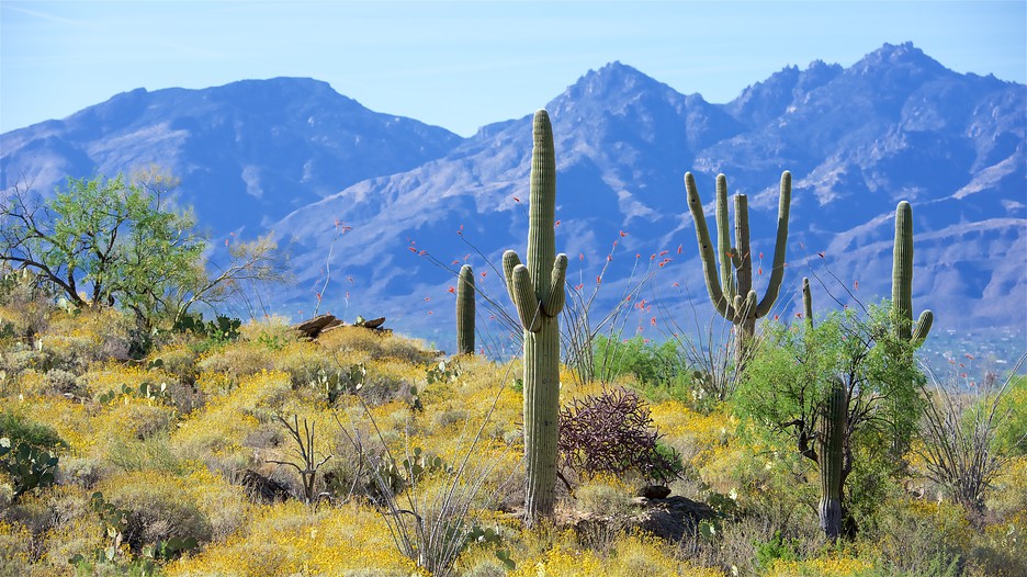 tourism tucson arizona vacations tourism tucson arizona vacations