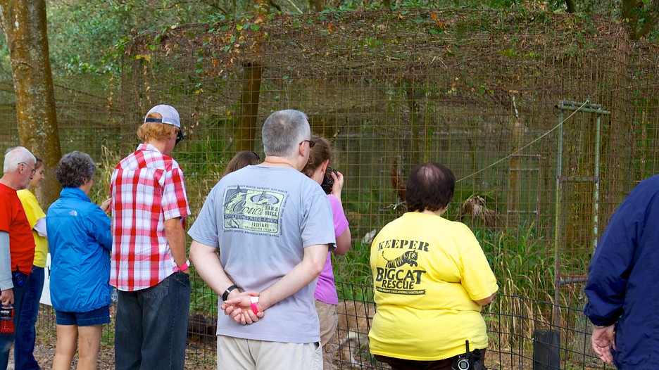 Big Cat Rescue Deals Big Cat Rescue Deals