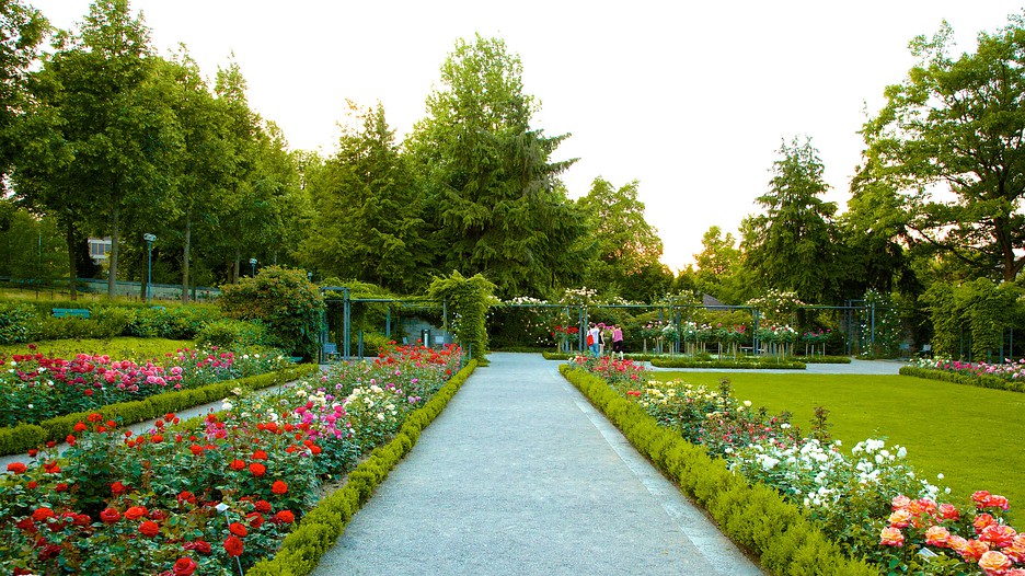 Bern Rose Garden in Bern, - Bern Rose GarDen 81595