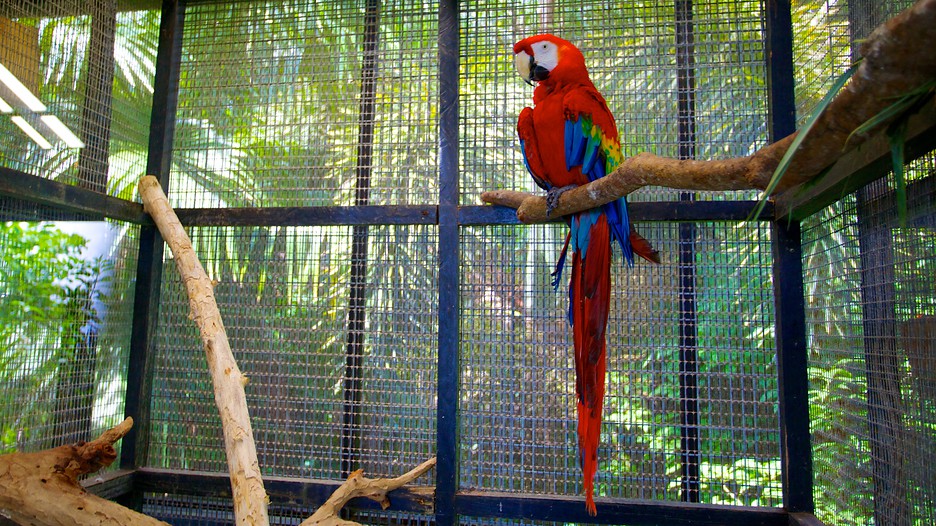 Cars For Kids >> Barbados Wildlife Reserve in Speightstown, | Expedia Cars For Kids >> Barbados Wildlife Reserve in Speightstown, | Expedia