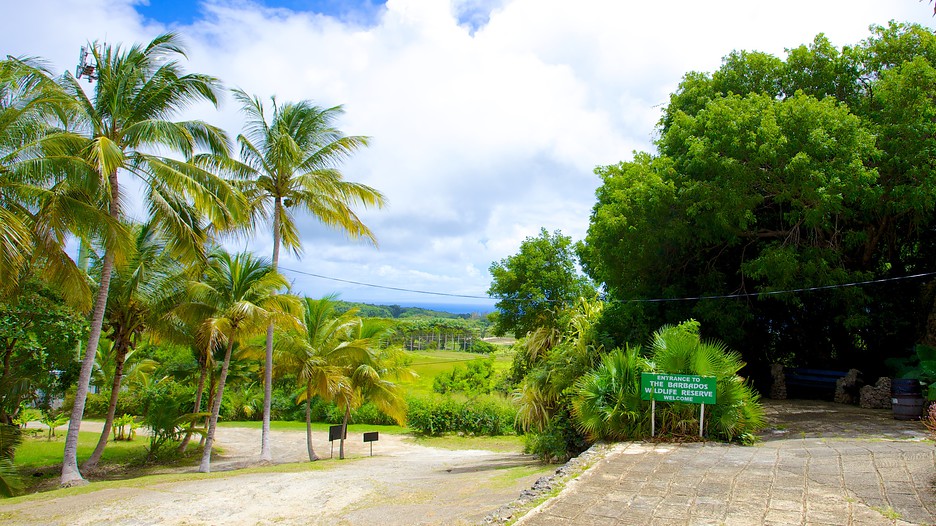 The best things to see in Barbados