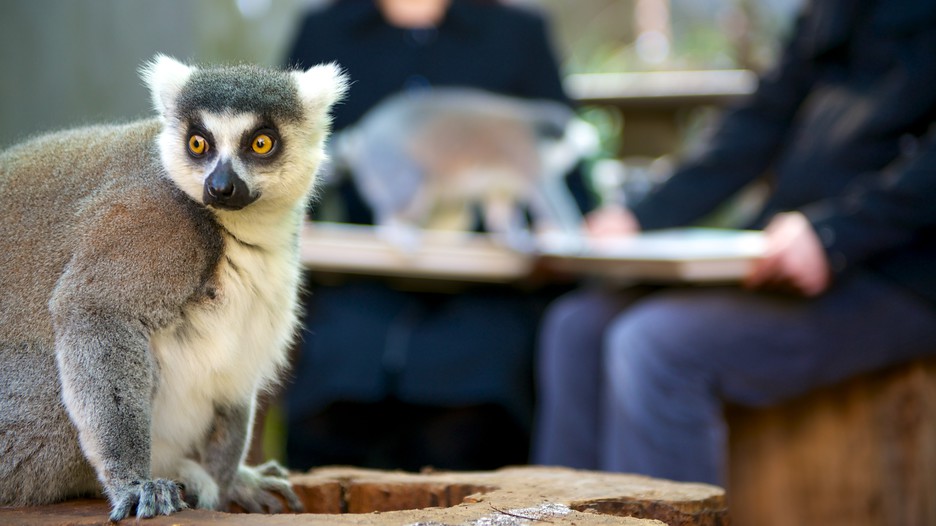 Adelaide Zoo - Adelaide, South Australia Attraction | Expedia.com.au