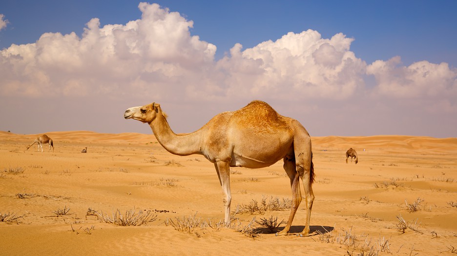 tourism in middle east And it is even more popular among tourists from the gulf and the middle east region india's rich and interesting history, along with architectural marvels catches. tourism in middle east And it is even more popular among tourists from the gulf and the middle east region india's rich and interesting history, along with architectural marvels catches.