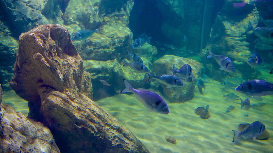 Malta National Aquarium in St. Paul's Bay, Expedia