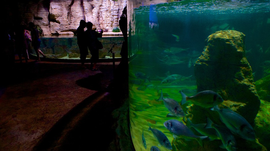 Malta National Aquarium in St. Paul's Bay, Expedia