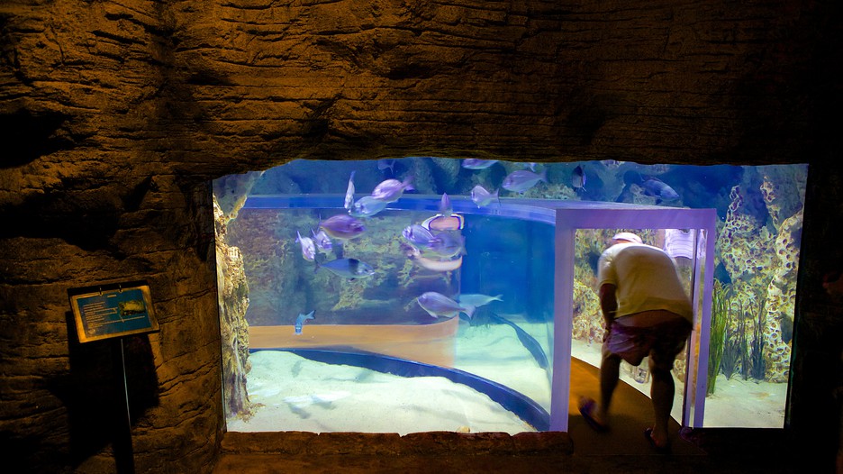 Malta National Aquarium in St. Paul's Bay, Expedia
