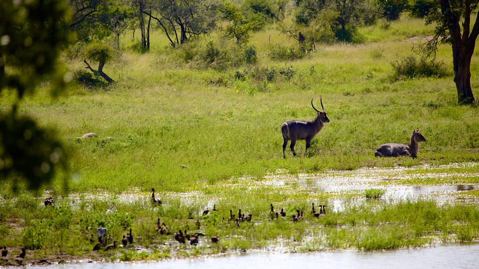 Kruger National Park Vacations 2017: Package & Save up to $603 | Expedia