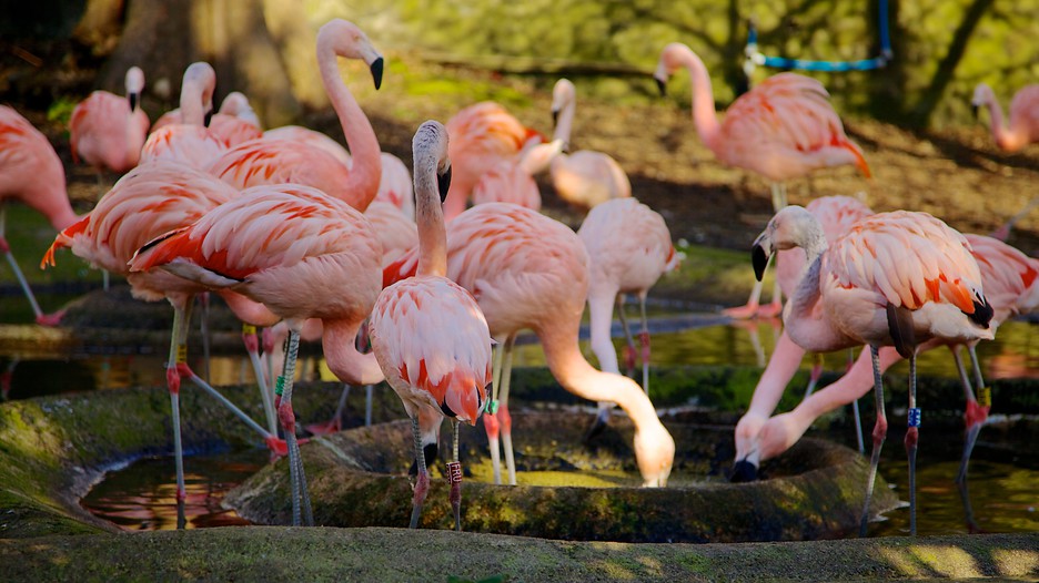 Edinburgh Zoo - Edinburgh, Scotland Attraction | Expedia.com.au