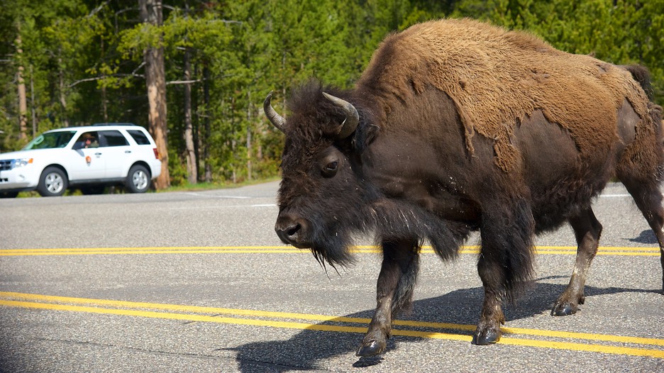 Best deals yellowstone national park