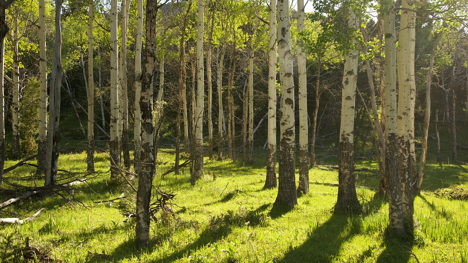 Best deals yellowstone national park