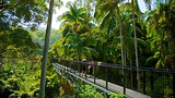 Showing item 61 of 64. Tamborine Rainforest Skywalk - Gold Coast - Tourism Media