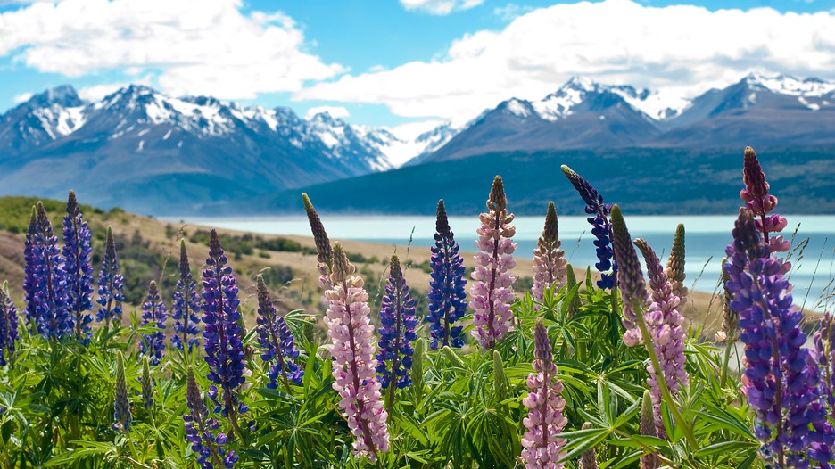 Hotels Near Mount Cook New Zealand Hotels Near Mount Cook New Zealand