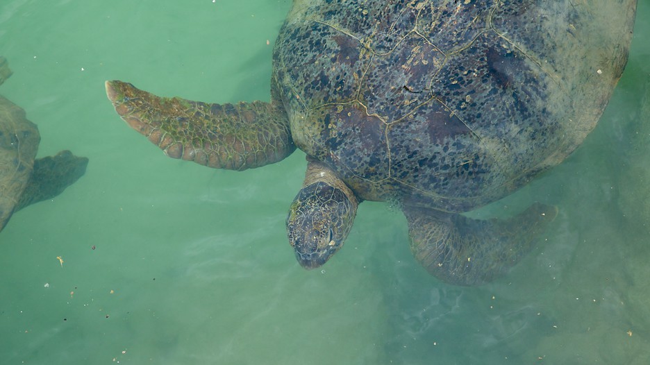 Turtle island package deals