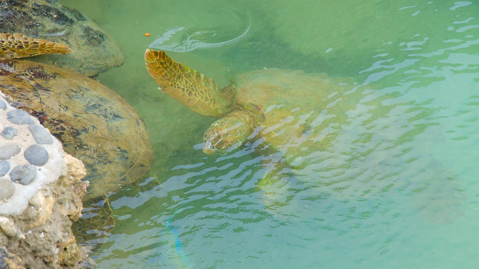 Turtle island package deals
