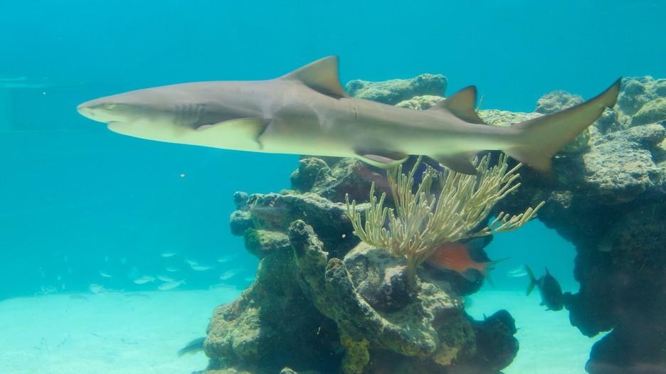 Coral World Ocean Park in St. Thomas, Expedia.ca