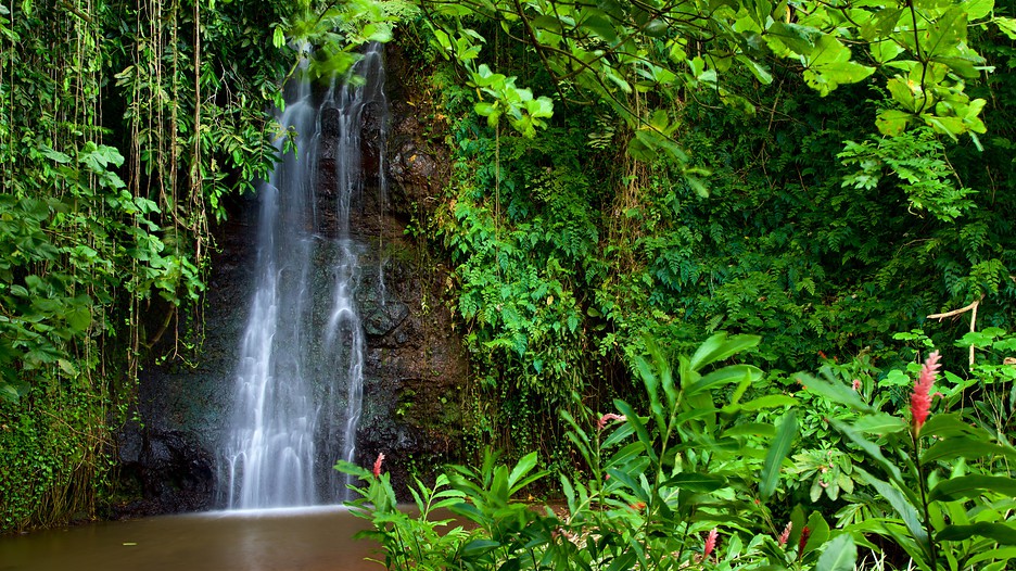 The Water Gardens of Vaipahi in Taravao, Expedia