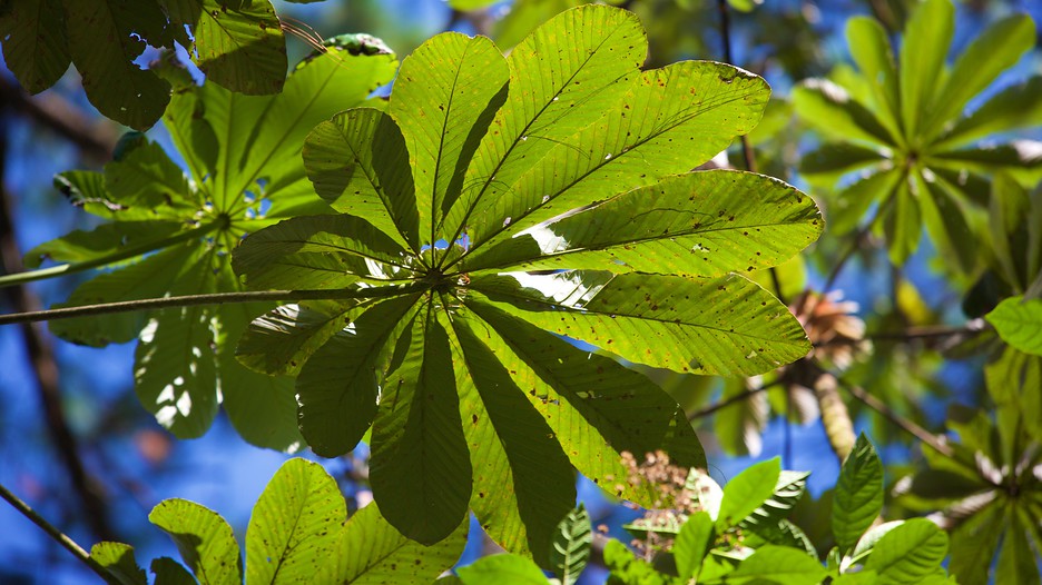 Las Victorias National Park in Coban, Expedia
