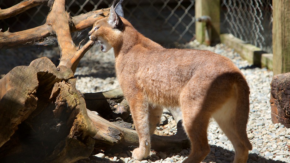 west coast game park safari photos prices