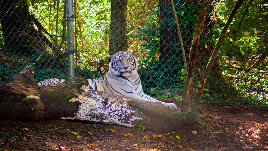 Nashville Zoo in Nashville, Tennessee Expedia