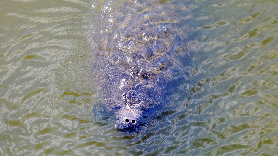 Manatee Viewing Center in Apollo Beach, Florida | Expedia.ca