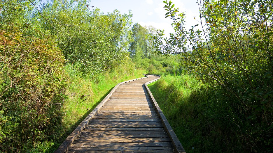 Mercer Slough Nature Park Bellevue Mercer Slough Nature Park Bellevue