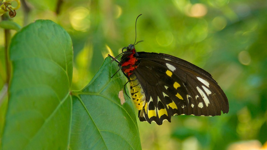 Butterfly World in Coconut Creek, Florida Expedia.ca
