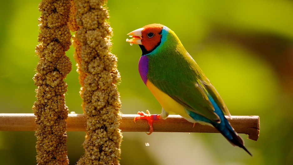 Butterfly World in Coconut Creek, Florida Expedia