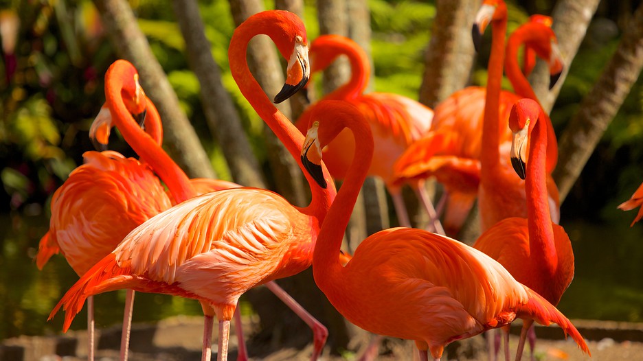 Flamingo Gardens in Davie, Florida | Expedia