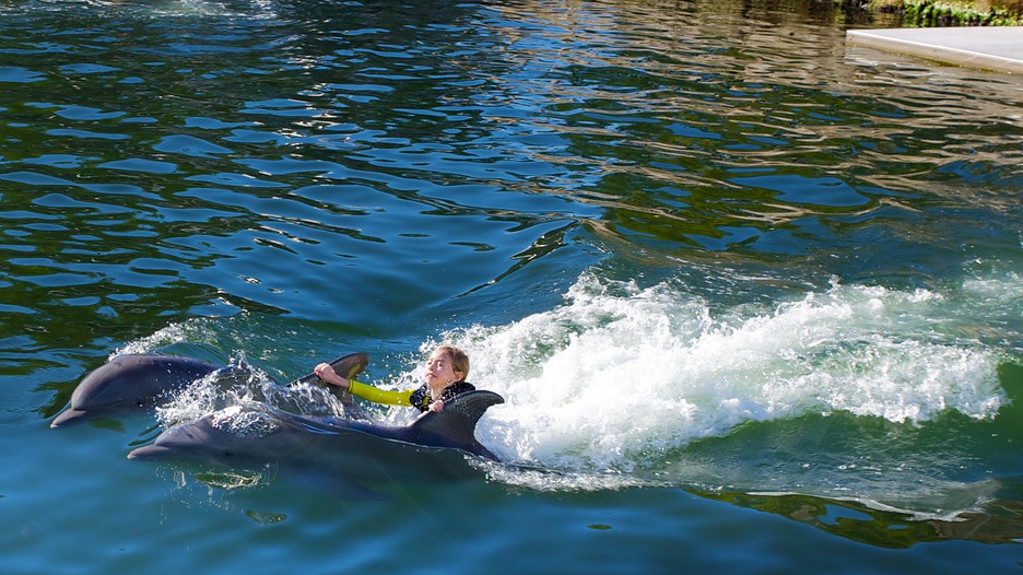 Dolphins Plus Bayside in Key Largo, Florida Expedia