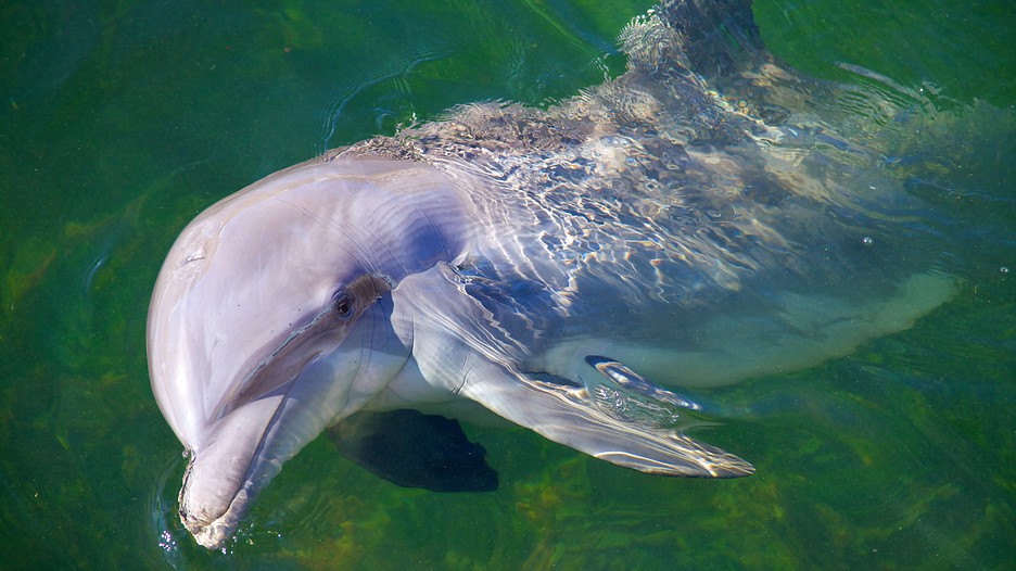 Dolphins Plus Bayside in Key Largo, Florida Expedia