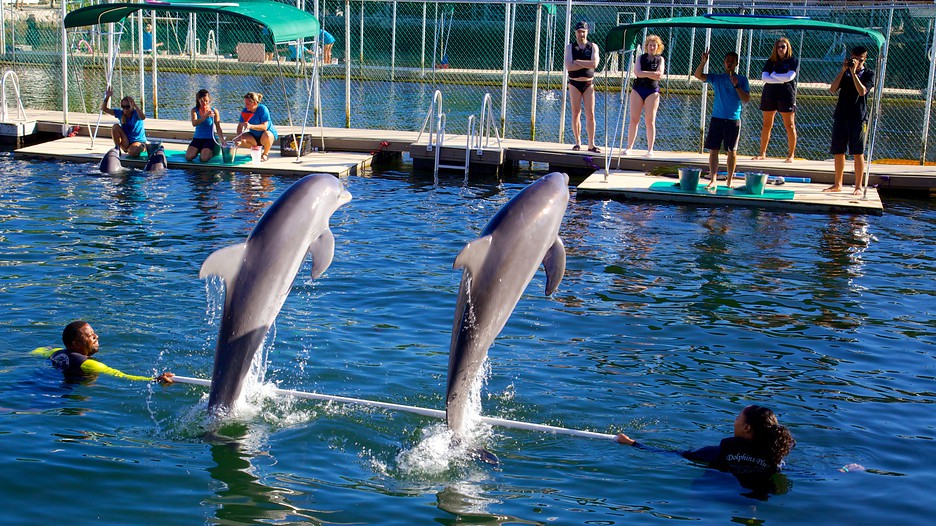 Dolphins Plus Bayside in Key Largo, Florida Expedia