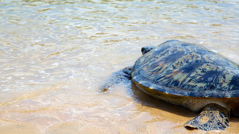 Turtle island package deals